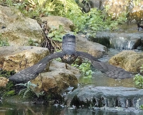 sparrowhawk